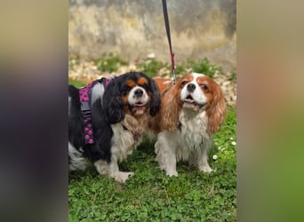 Nora, Cavalier King Charles Spaniel Hündin