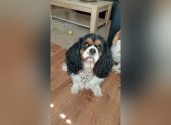 Nora, Cavalier King Charles Spaniel Hündin