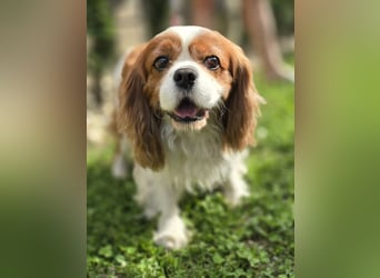 Max, ganz lieber Cavalier King Charles Hund