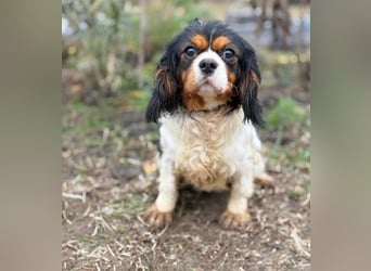 Sifra -Liebevolle Seele auf vier Pfoten!