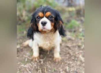 Sifra -Liebevolle Seele auf vier Pfoten!