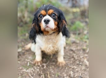 Sifra -Liebevolle Seele auf vier Pfoten!