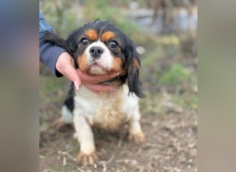 Sifra -Liebevolle Seele auf vier Pfoten!