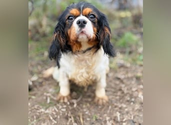 Sifra -Liebevolle Seele auf vier Pfoten!