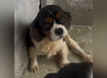 RUBY MÖCHTE VERTRAUEN LERNEN