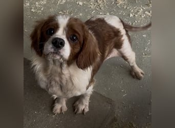 ROSE WARTET AUF IHR WUNDER