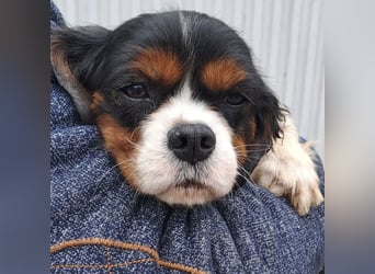 RUBY MÖCHTE VERTRAUEN LERNEN