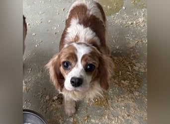 LIZZIE - MIT GEDULD INS GLÜCK