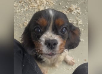 LIZZIE - VOM VERMEHRER INS GLÜCK