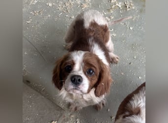 ROSE WARTET AUF IHR WUNDER