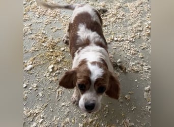 LIZZIE - MIT GEDULD INS GLÜCK