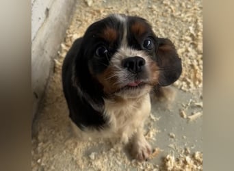 LIZZIE - VOM VERMEHRER INS GLÜCK