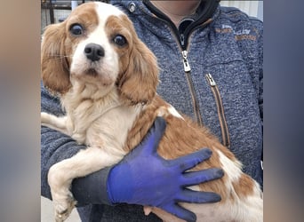 LIZZIE - MIT GEDULD INS GLÜCK