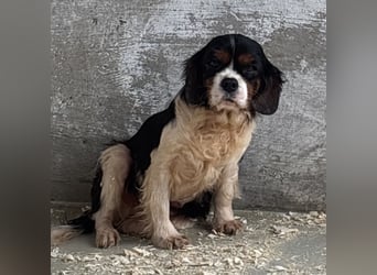 RUBY MÖCHTE VERTRAUEN LERNEN