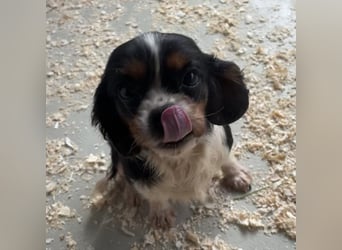 LIZZIE - VOM VERMEHRER INS GLÜCK