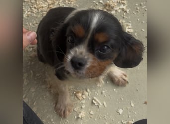 LIZZIE - VOM VERMEHRER INS GLÜCK