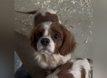 ROSE WARTET AUF IHR WUNDER