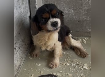 RUBY MÖCHTE VERTRAUEN LERNEN