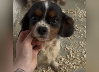 LIZZIE - VOM VERMEHRER INS GLÜCK