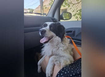 EMIL - ich liebe Menschen und Artgenossen und suche ein tolles Zuhause