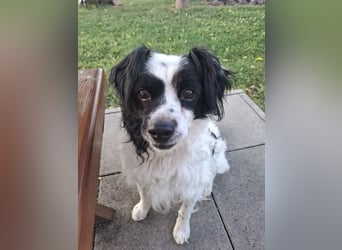 EMIL - ich liebe Menschen und Artgenossen und suche ein tolles Zuhause