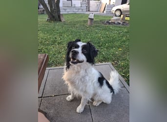 EMIL - ich liebe Menschen und Artgenossen und suche ein tolles Zuhause