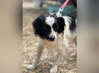 EMIL - ich liebe Menschen und Artgenossen und suche ein tolles Zuhause