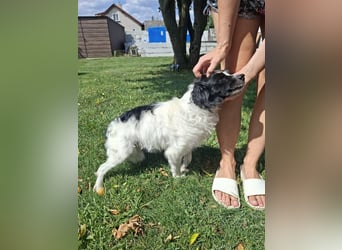 EMIL - ich liebe Menschen und Artgenossen und suche ein tolles Zuhause