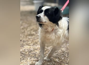 EMIL - ich liebe Menschen und Artgenossen und suche ein tolles Zuhause