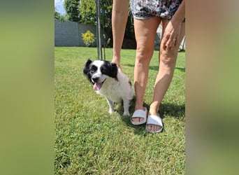 EMIL - ich liebe Menschen und Artgenossen und suche ein tolles Zuhause