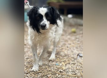 EMIL - ich liebe Menschen und Artgenossen und suche ein tolles Zuhause