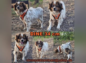 Dine sucht ein Zuhause mit viel Zuwendung und Verständnis