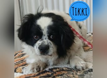 Tikki ein kleiner Sonnenschein
