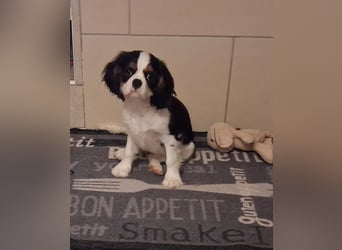 süße Cavalier Hündin