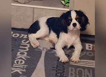 süße Cavalier Hündin