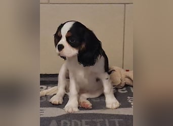 süße Cavalier Hündin