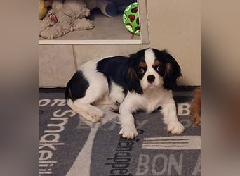 süße Cavalier Hündin
