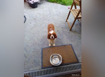 Sunny der Sonnenschein