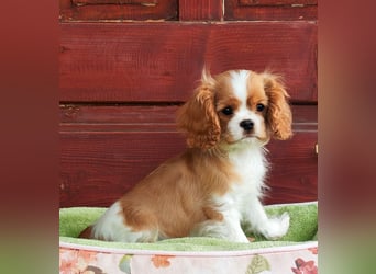 Cavalier King Charles Spaniel