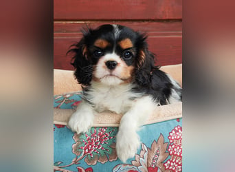 Cavalier King Charles Spaniel