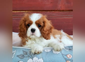 Cavalier King Charles Spaniel