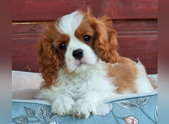 Cavalier King Charles Spaniel
