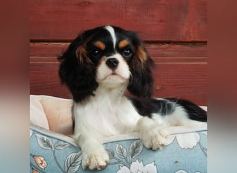 Cavalier King Charles Spaniel