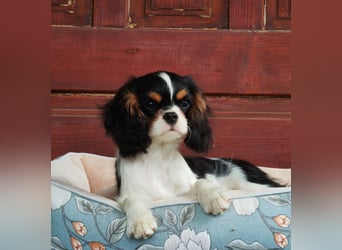 Cavalier King Charles Spaniel