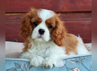 Cavalier King Charles Spaniel