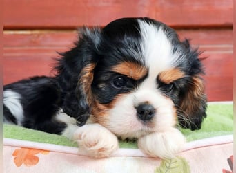Cavalier King Charles Spaniel