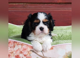 Cavalier King Charles Spaniel