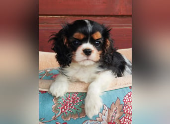 Cavalier King Charles Spaniel
