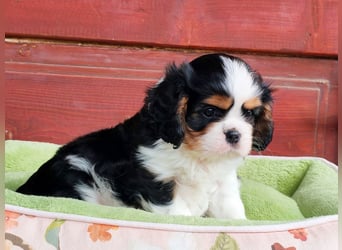 Cavalier King Charles Spaniel