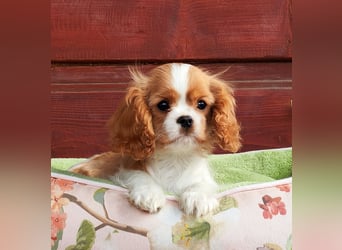 Cavalier King Charles Spaniel